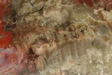 Polished Petrified Wood (Araucarioxylon) - Arizona #284334-1